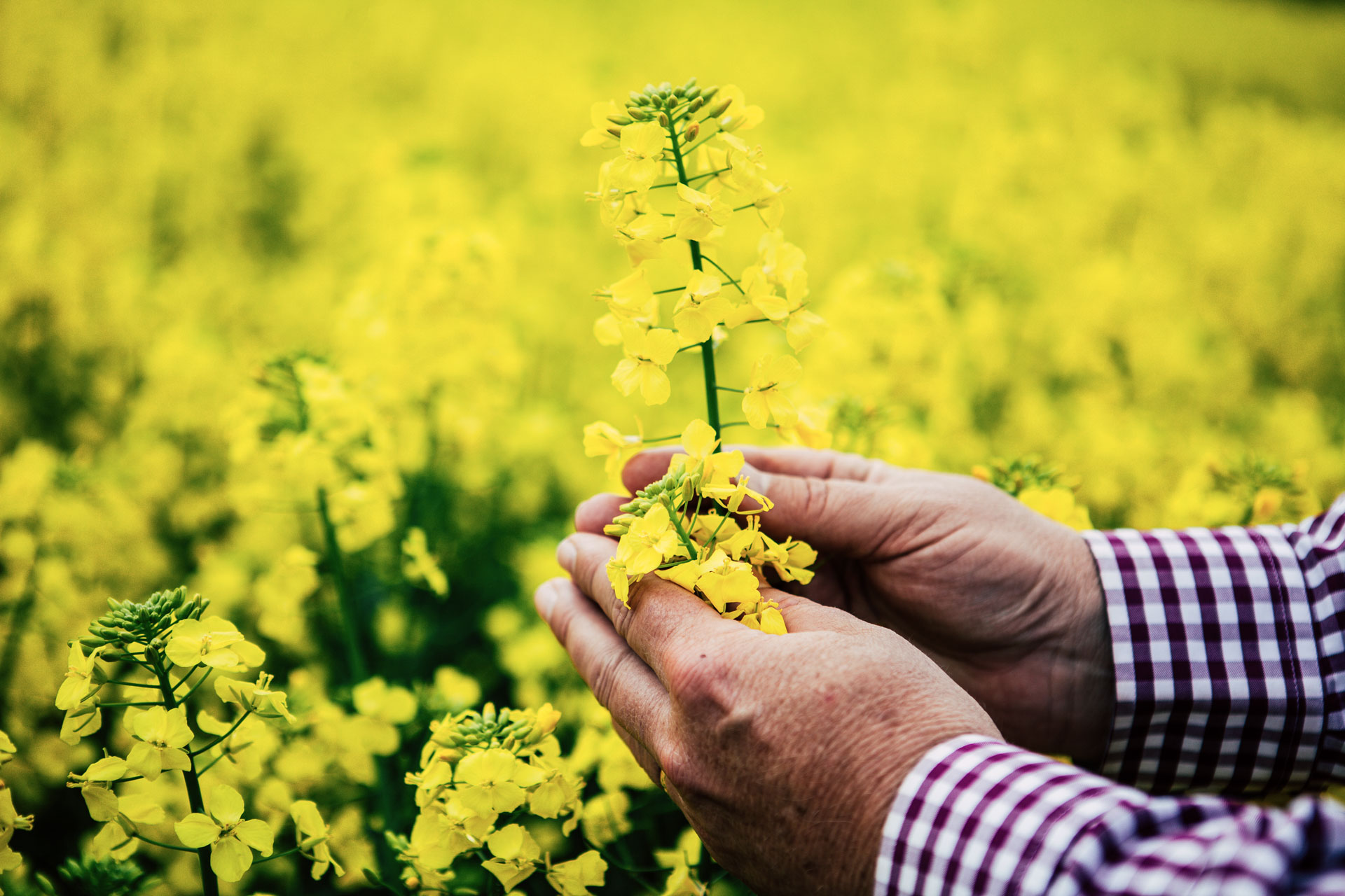 Person holding canola flower in their hands, in blooming canola field