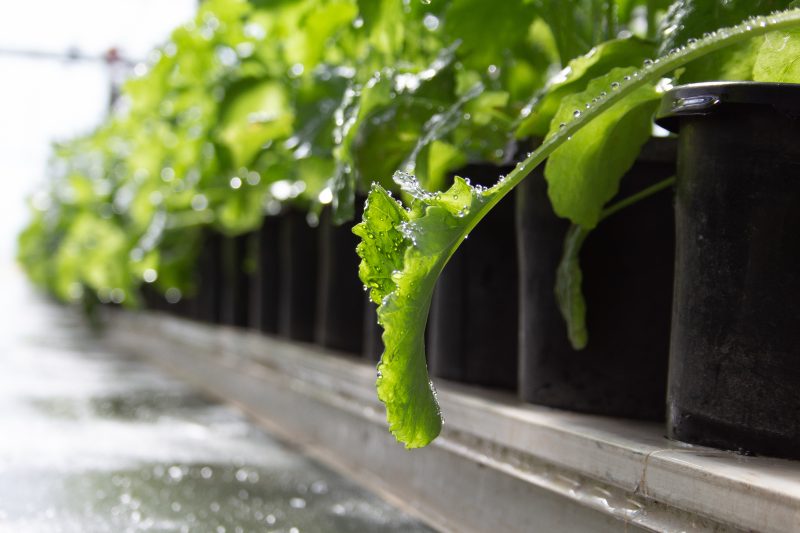 Green leafy plants growing in black pots