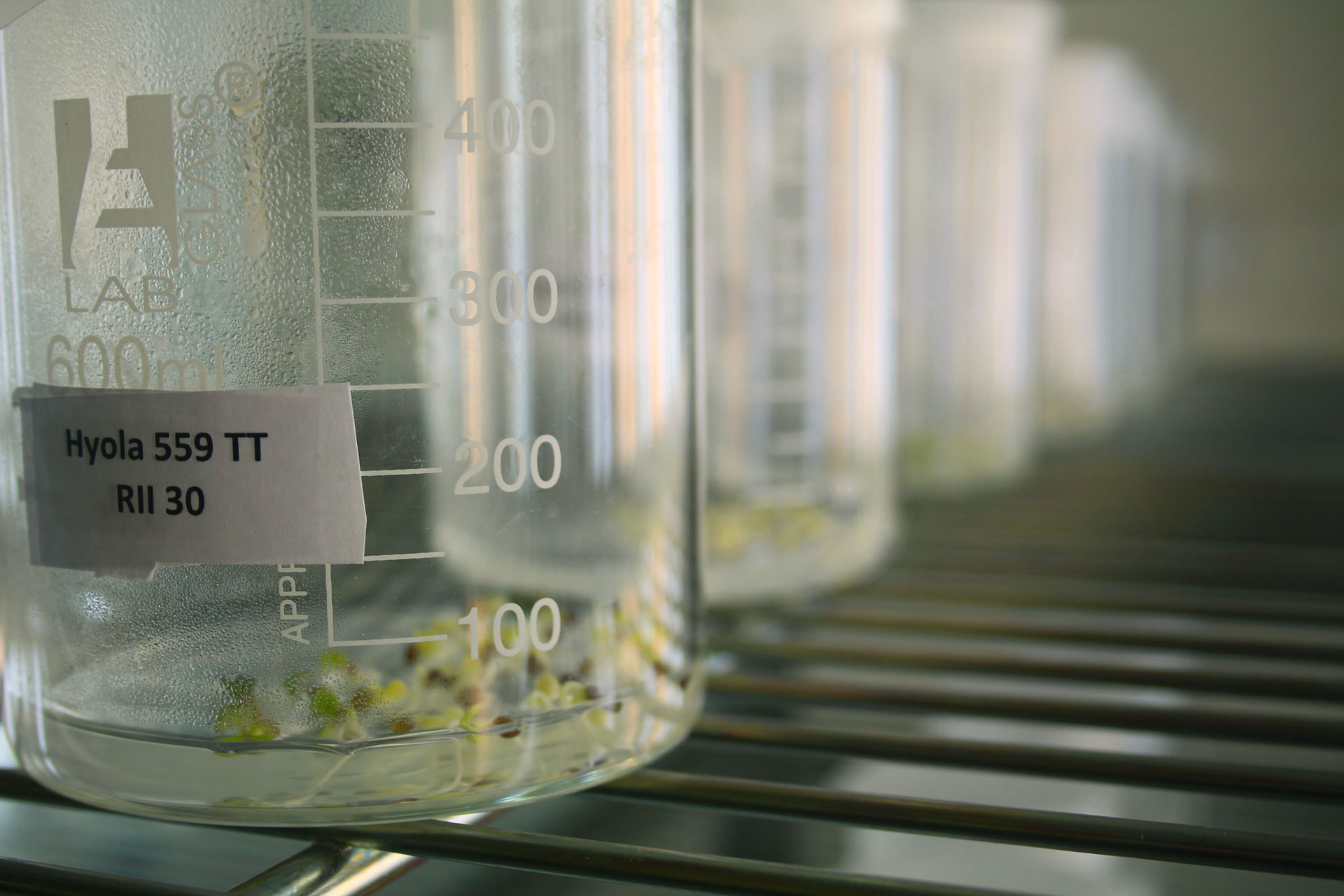 A row of beakers containing seedlings