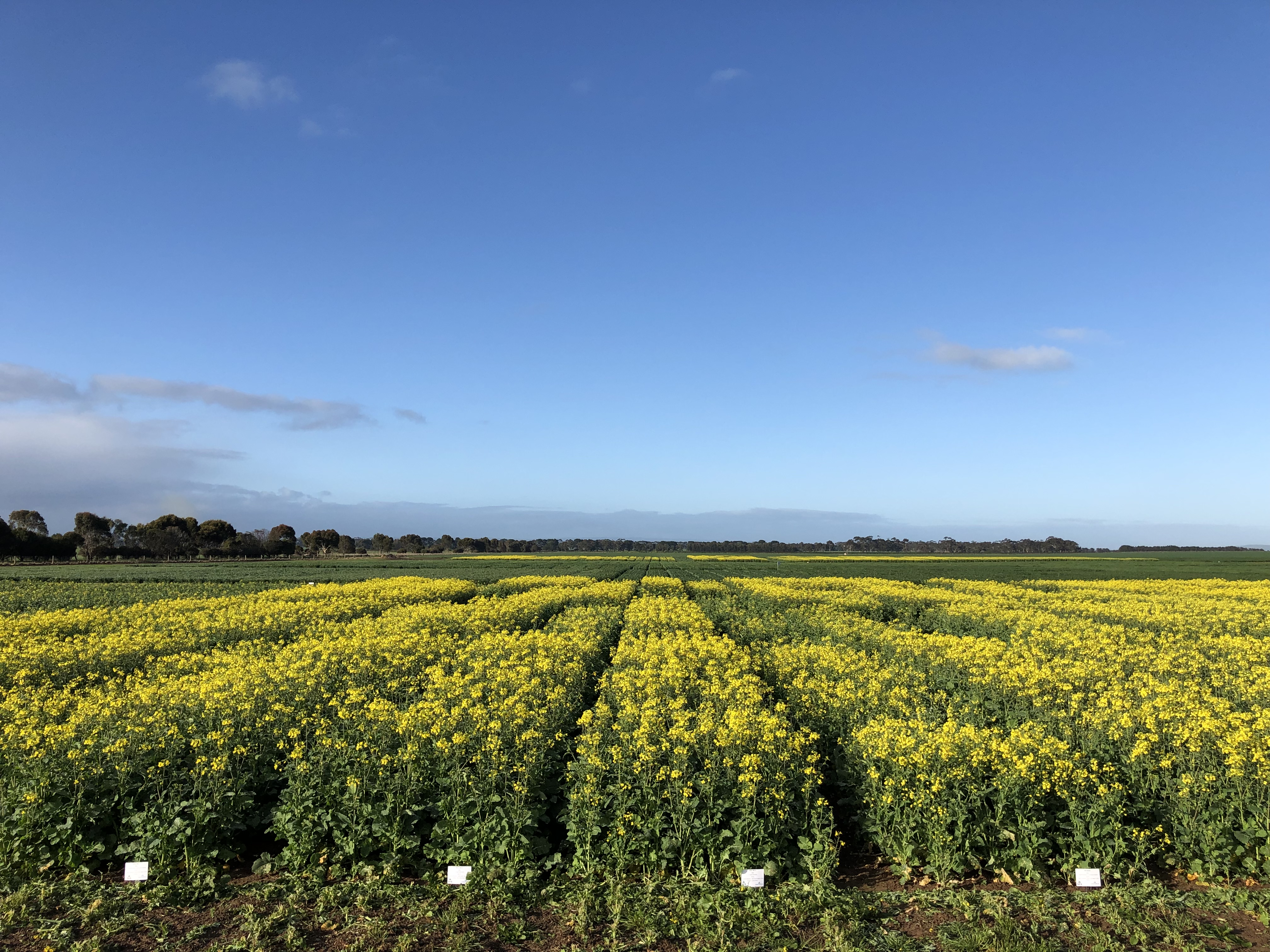 Inverleigh VIC Hyola CT IMI Residue Trial - Aug 2019
