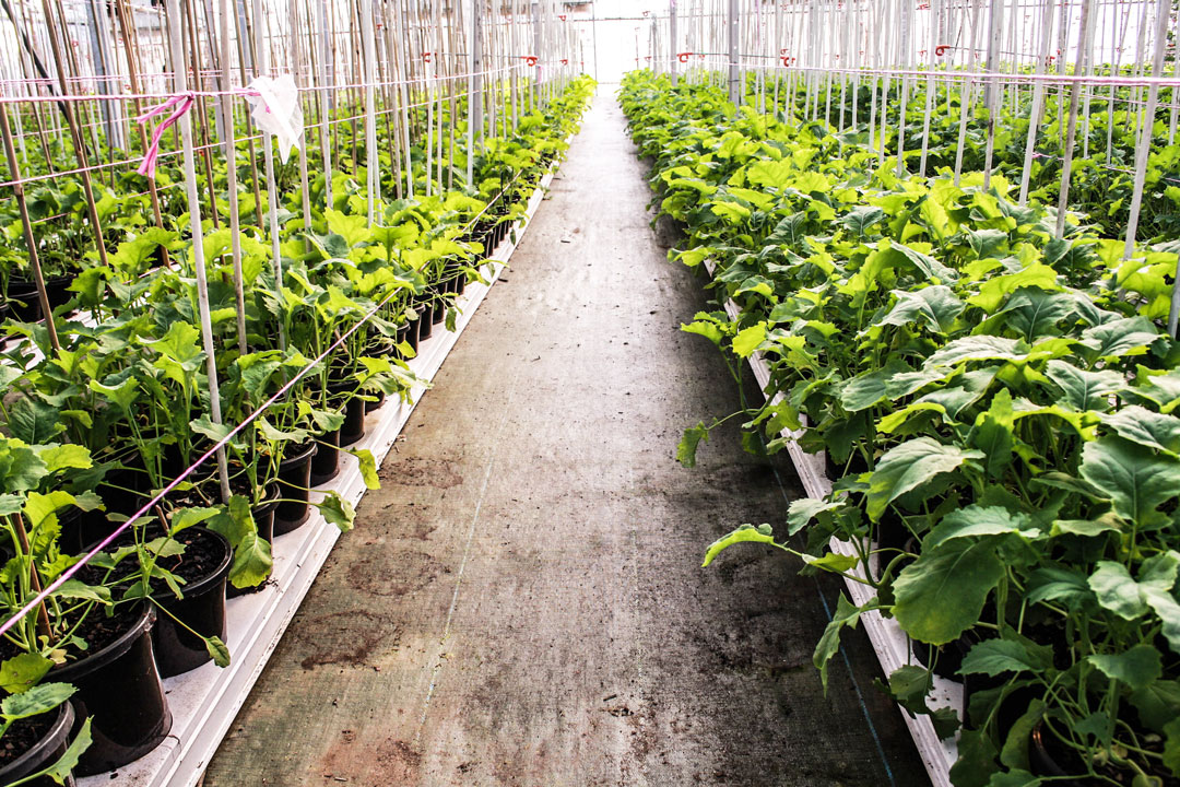 Interior of a planter warehouse, rows of green plants