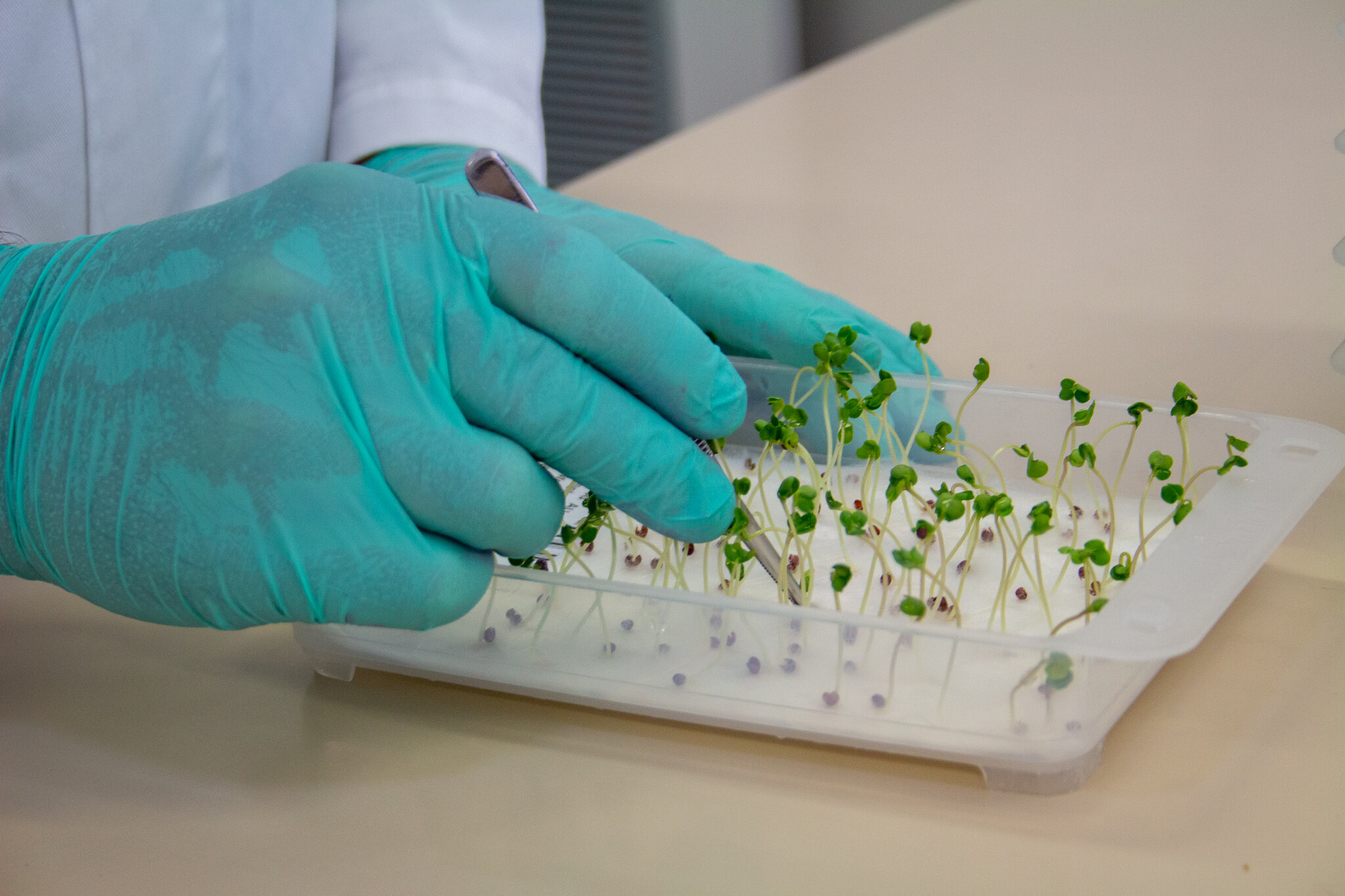 Gloved hands holding tweezers, testing small sprouts in a dish