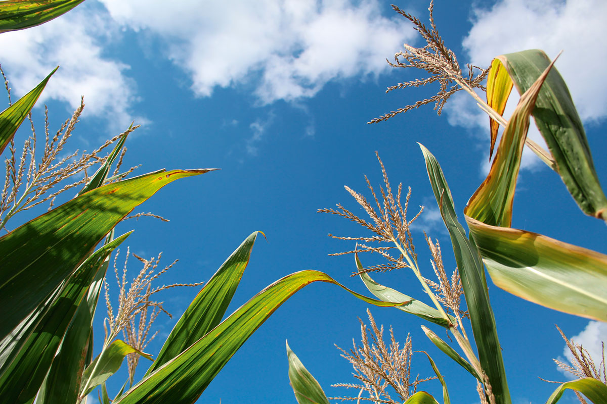Crops against blue sky with clouds