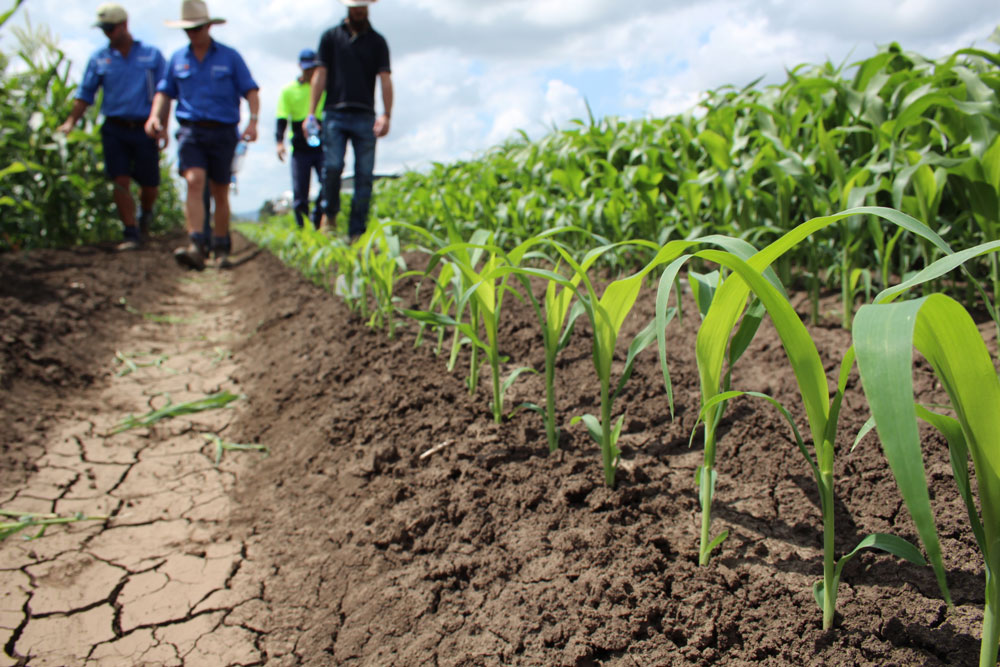 Row of young crops in a field, farmers walking in background