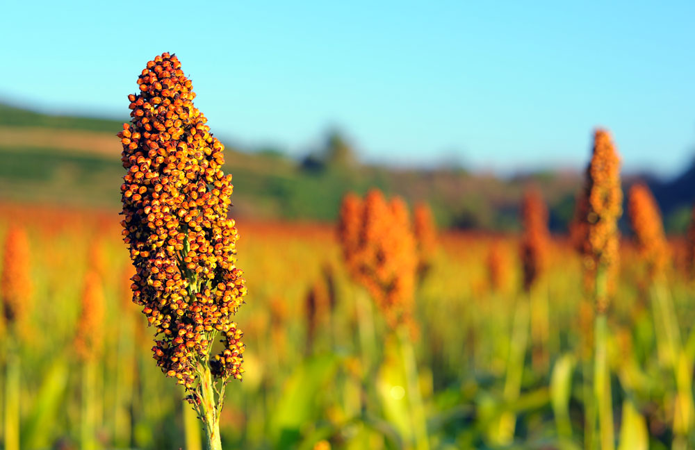 Head of sorghum in focus, in a sorghum field