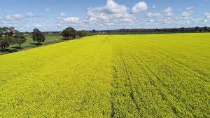 Hyola Feast CL (left) versus Hyola 970CL (right)