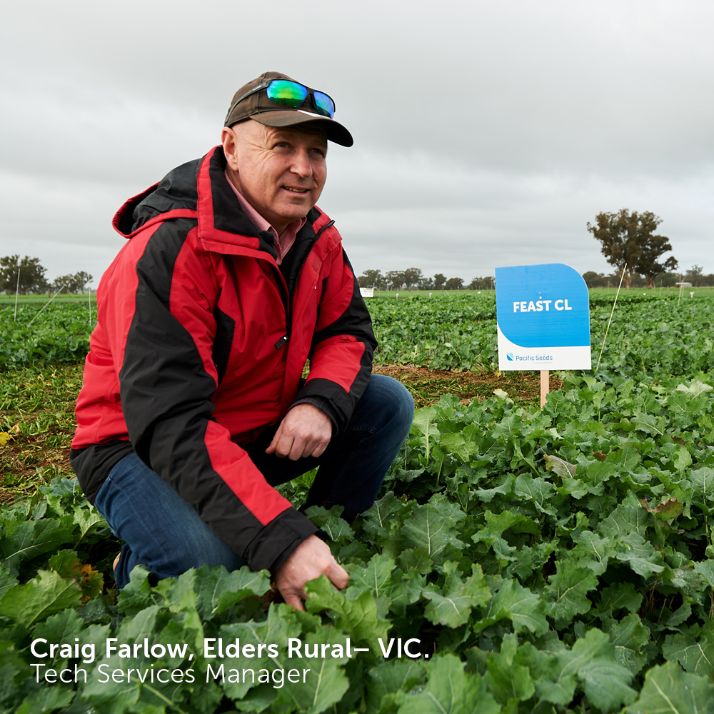 Man kneeling in canola field