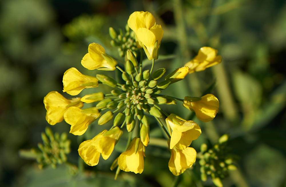 Canola flower